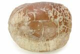 Colorful Fossil Tortoise (Stylemys) w/ Visible Limb Bones #280878-6